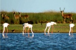 flamencos en doñana
flamencos, doñana, algunas, aves, podrás, avistar