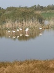 doñana