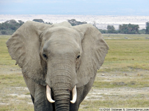 Elefante en Amboseli
El Parque de Amboseli es el ideal para ver elefantes: grandes machos, hembras con crías...
