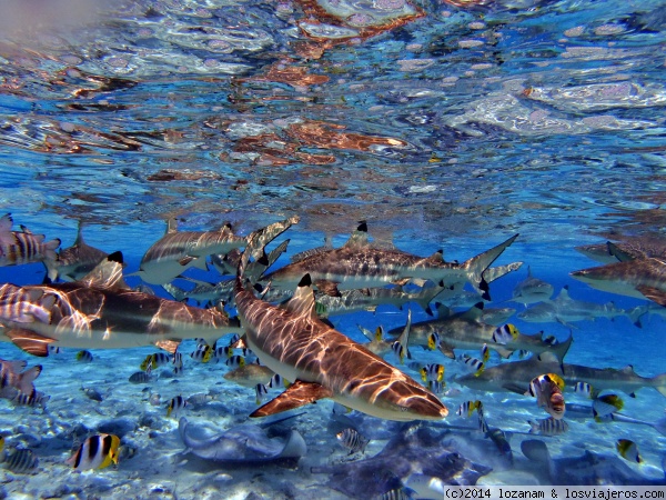 Tiburones y rayas en la Laguna de Bora Bora
Puntas negras y rayas por el fondo buscando comida... y yo a escasos metros con la cámara!
