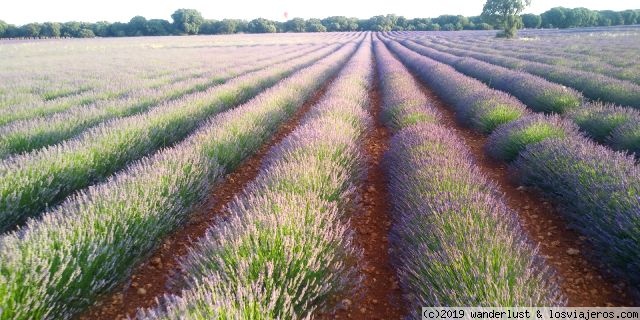 Visitar Brihuega Campos de Lavanda - Alcarria, Guadalajara - Foro Castilla la Mancha