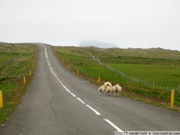 Hora Punta en Carretera Islandesa
Probablemente sea más fácil cruzarse con ovejas que con otros coches
