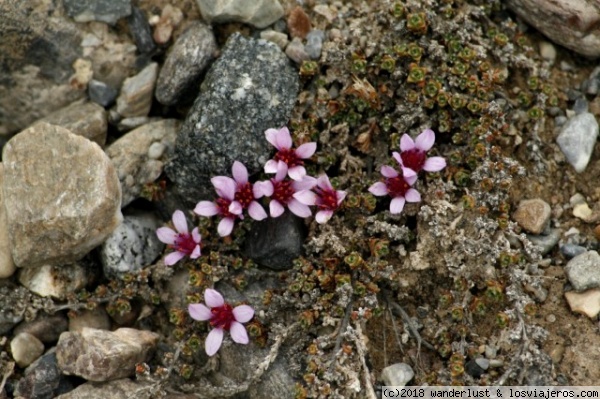 Flora ártica en las islas Svalbard
La Saxifraga púrpura  una planta común en las altas latitudes del Artico
