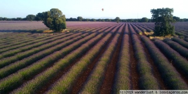 Visitar Brihuega Campos de Lavanda - Alcarria, Guadalajara - Forum Castilla la Mancha