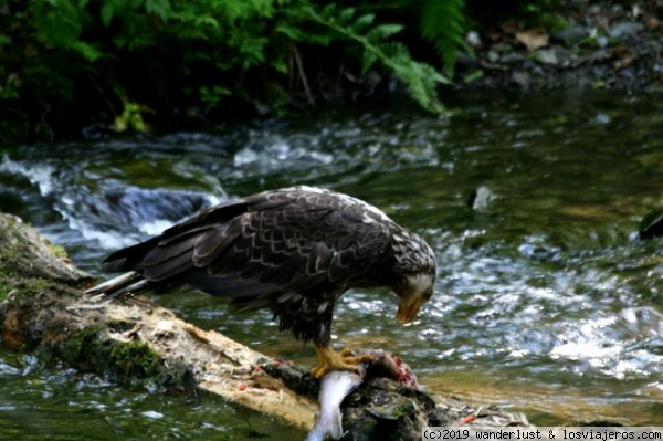 Pesca del día!
Forma juvenil de Águila calva alimentándose de pescado en las proximidades de un criadero
