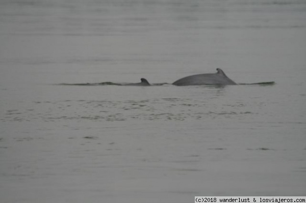 Delfines Irawadi en el Mekong, Kratie (Camboya)
Los delfines (trey pisaut, en jemer) habitan entre Kratie y la frontera laosiana y se pueden avistar en Kampi, a unos 15 kilómetros al norte de Kratie por la carretera de Sambor
