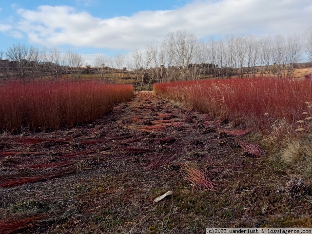 Plantaciones con mimbre ya cortado
El mimbre es una variedad de sauce capaz de desarrollar ramas de hasta tres metros de altura.
Es en invierno cuando las ramas se tiñen de una intensa tonalidad rojiza.
