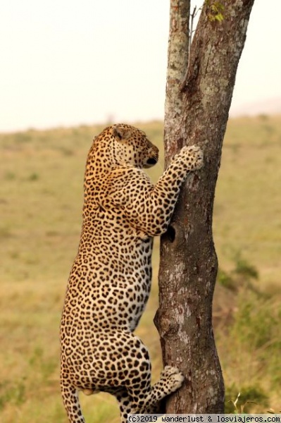 Me pareció ver un lindo gatito!
Con su musculatura el leopardo puede no sólo trepar a los árboles sino también correr velozmente para atrapar a sus presas o para escapar rápidamente
