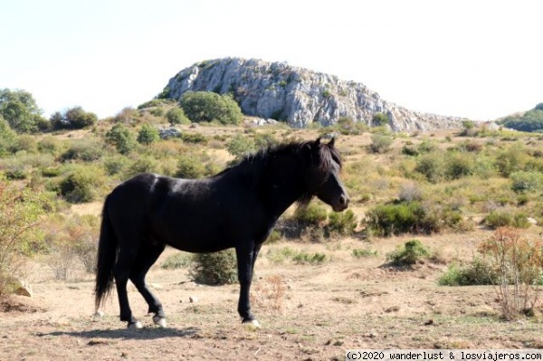 Caballo losino en la montaña palentina
El caballo losino, también conocido como jaca burgalesa o poni losino, es la única raza equina autóctona de Castilla y León.
