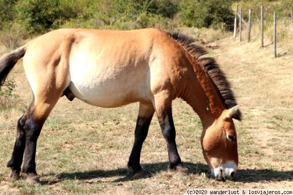 Caballo de Przewalski, caballo salvaje mongol, tarpan o takhi.
El caballo de Przewalski, es una variedad de caballo asilvestrada, descendiente de los primeros caballos domesticados.
