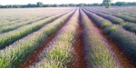 Lavanda en Brihuega