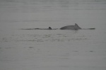 Delfines Irawadi en el Mekong, Kratie (Camboya)
naturaleza, delfines, mekong, kratie, camboya