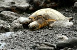 Tortuga en Punaluu Beach (Big Island, Hawaii)
Tortuga, Punaluu, Beach, Island, Hawaii, arena, negra, esta, playa, proviene, basalto, origen, volcánico, zona, anidación, tortugas