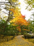 Colores de otoño en los jardines Kenrokuen, Kanazawa