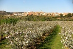 Campos de cerezos floridos en la Ribera del Ebro
floración, frutales floridos, ribera de ebro, cataluña, tarragona