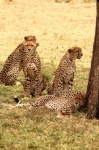 Fast Five, coalición de cheetahs, en Masai Mara