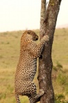 Me pareció ver un lindo gatito!
kenia, masai mara, leopardo, fauna