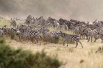 Impacientándose!
kenia, masai mara, río mara, crossing mara, great migration