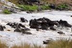 Cruce del Río Mara
kenia, masai mara, río mara, crossing mara, great migration