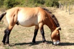 Caballo de Przewalski, caballo salvaje mongol, tarpan o takhi.
fauna, bison bonasus, caballo przewalski