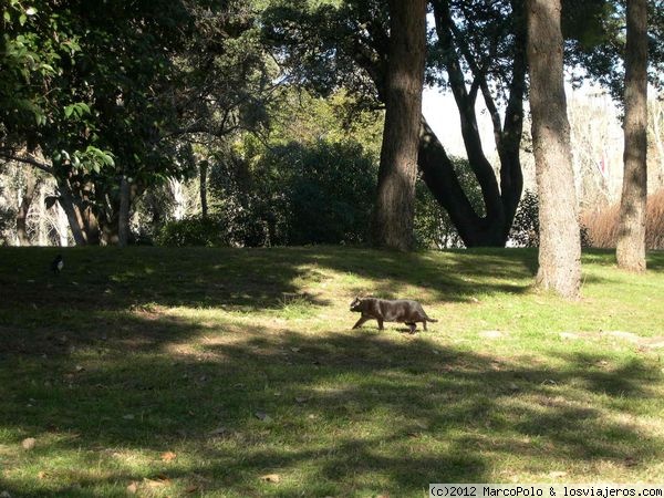 Retiro de Madrid - Gato
Otro detalle sorprendente en el Retiro madrileño: un gato negro campando tan pancho entre el arbolado. ¿Lo habrá puesto el Ayuntamiento para mantener la zona libre de ratones?
