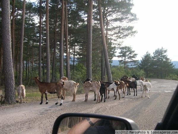 Cabras cortando la carretera en soria
Tal parece una protesta de las cabras sorianas con corte de carretera incluido
