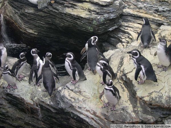Pingüinos en el Oceanogéfico de Lisboa
Grupo de pingüinos en el interesante oceanográfico de Lisboa
