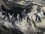 Pingüinos en el Oceanogéfico de Lisboa