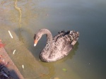 Un pato en el estanque del Retiro de Madrid