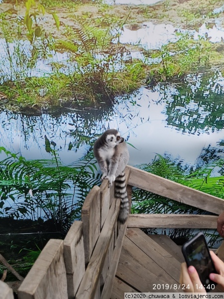 Lemur en el zoo
Lemur en el zoo
