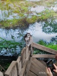 Lemur en el zoo
Lemur