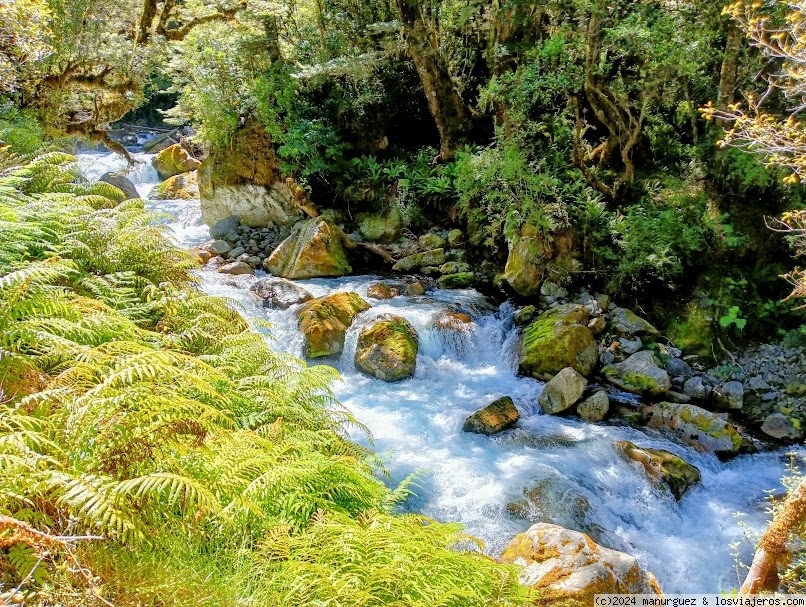 Últimas horas en el Fiorland: retorno de Milford Sound a Te Anau - En Oceanía: Escala en Australia, Isla Sur de Nueva Zelanda y Polinesia Francesa (3)