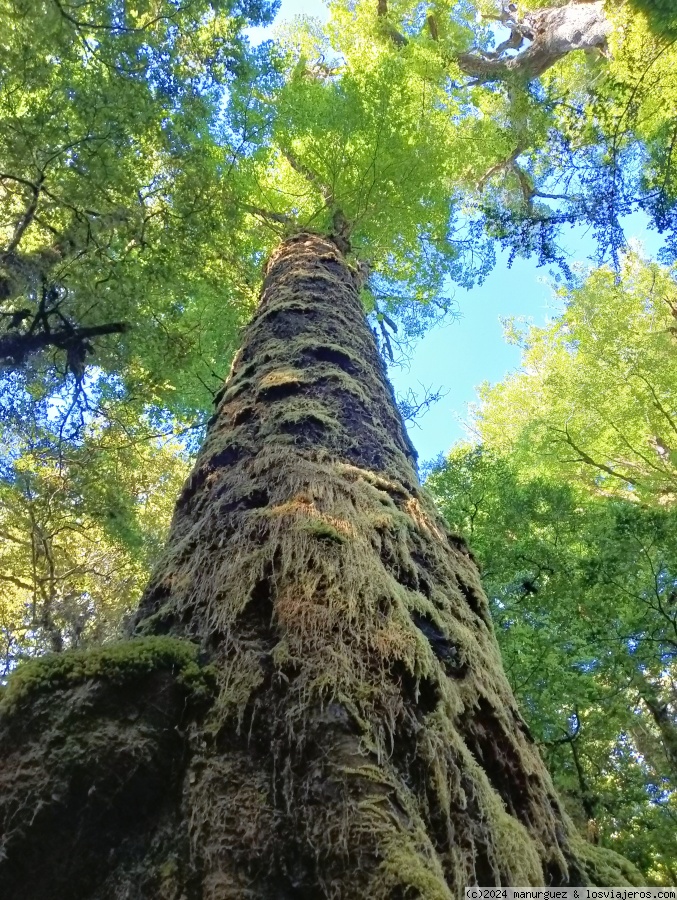 Últimas horas en el Fiorland: retorno de Milford Sound a Te Anau - En Oceanía: Escala en Australia, Isla Sur de Nueva Zelanda y Polinesia Francesa (6)