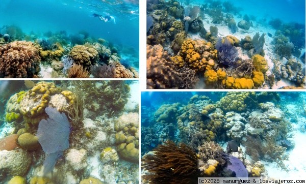 El arrecife de coral de Hol Chan
En el arrecife de Hol Chan se pueden ver algunas formaciones coralinas entre praderas de posidonias y pastos marinos.
