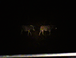 Safari nocturno - dos cebras