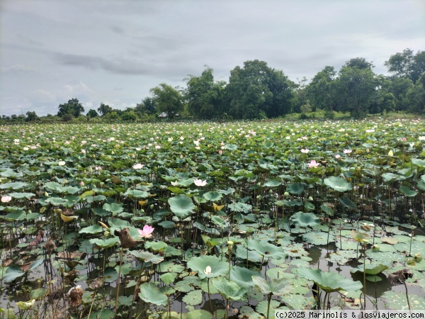 Flores de loto
Lago de flores de loto cerca de Battambang
