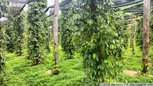 Plantación de pimienta
Plantas de pimienta en La Plantation
