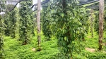 Plantación de pimienta