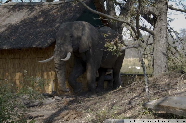 De paseo por el camp
Este elefante nos recibió en el camp a nuestro regreso de nuestro safari en mokoro
