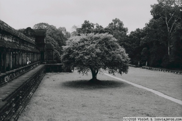 Arbol Siem Riep
foto analogica tomada en Camboya
