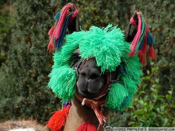 QUE BELLEZA
LLAMITA COQUETA CON LOS COLORES ALEGRES DE CUSCO
