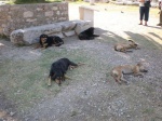 Perros gandules en la Biblioteca de Adriano, Atenas