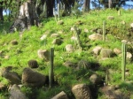 Jardín mexicano en el parque de Monserrate, Sintra