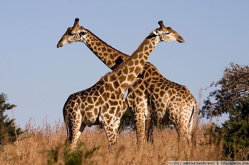 Foro de Uganda: Giraffes