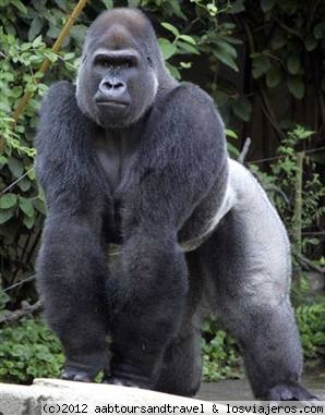 A Silverback Gorilla in Uganda
A silver back Gorilla in Uganda
