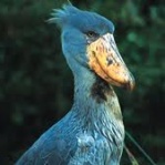 Shoebill Stork
Uganda