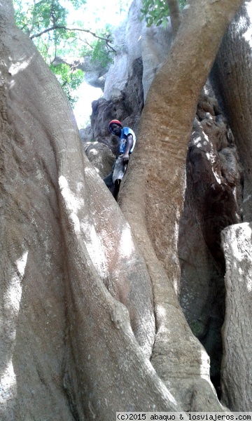 Ceiba gigante. Senegal
Espectacular árbol con varios troncos unidos cuya envergadura alcanza dimensiones colosales. En Abene, Cassamance
