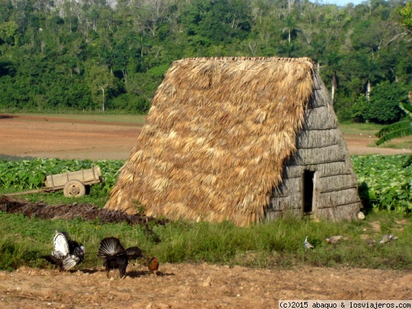 Campo cubano
El entorno rural cubano sorprende por lo primitivo y auténtico de algunas de sus construcciones
