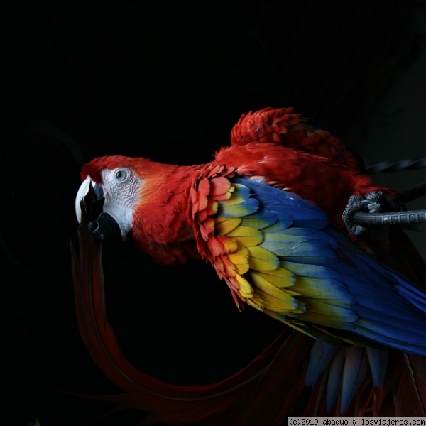 Guacamayo en Guatemala
En Chichicastenango destacaban los intensos colores de un simpático lorito
