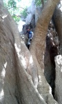 Ceiba gigante. Senegal
Abene ceiba Cassamance árbol África gigante colosal